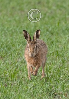  Brown Hare Running DM2043